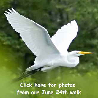Great-Egret-button