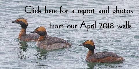 Grebe-Button1