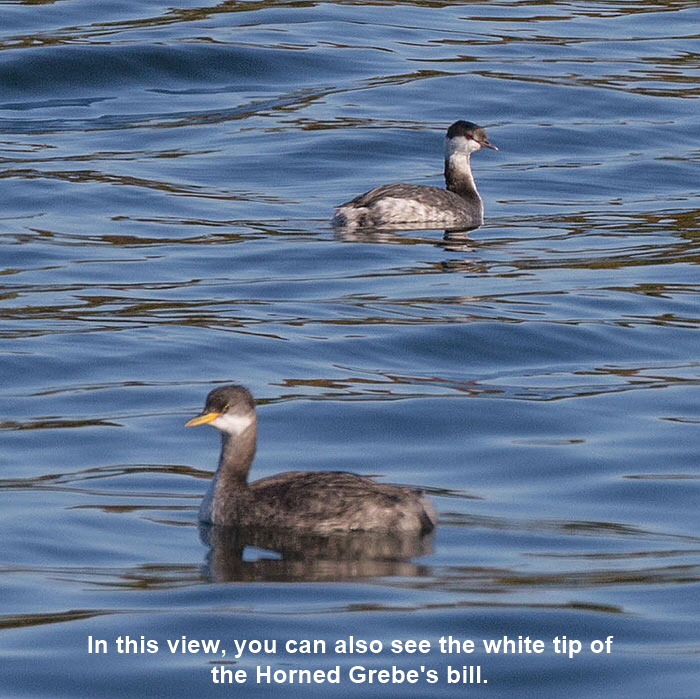 Grebe-Comparison-2