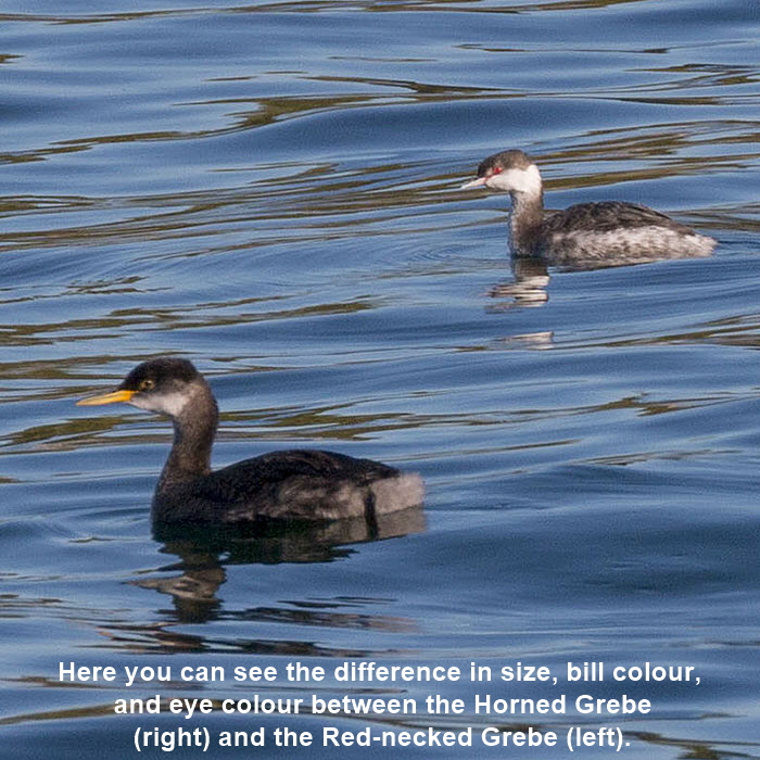 Grebe-Comparison