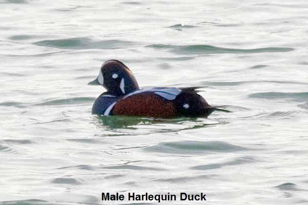 Harlequin-Duck