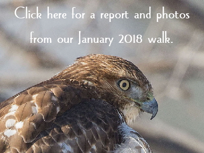 Hawk-Button