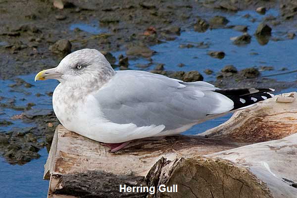 Herring-Gull