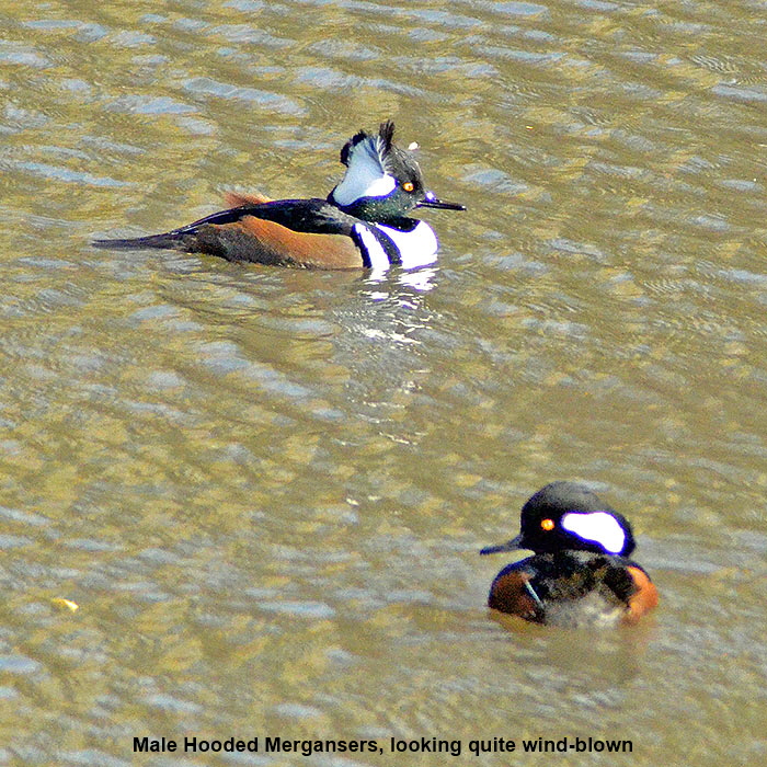 Hooded-Merganser1