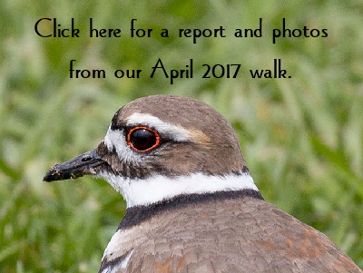Killdeer-button