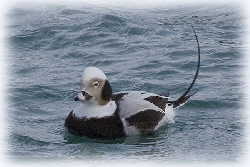 Long-Tailed Duck Male 2