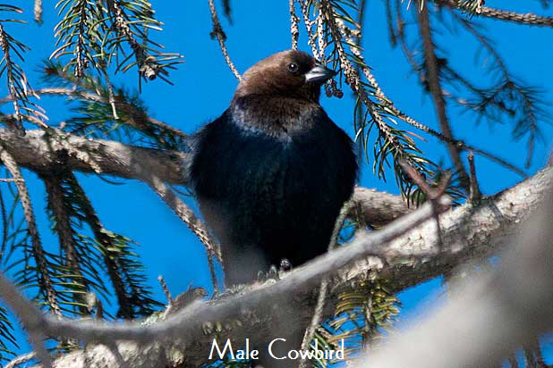 Male-Cowbird