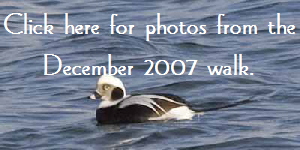 Male Long-tailed Duck button