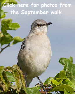 Mockingbird-Portrait02