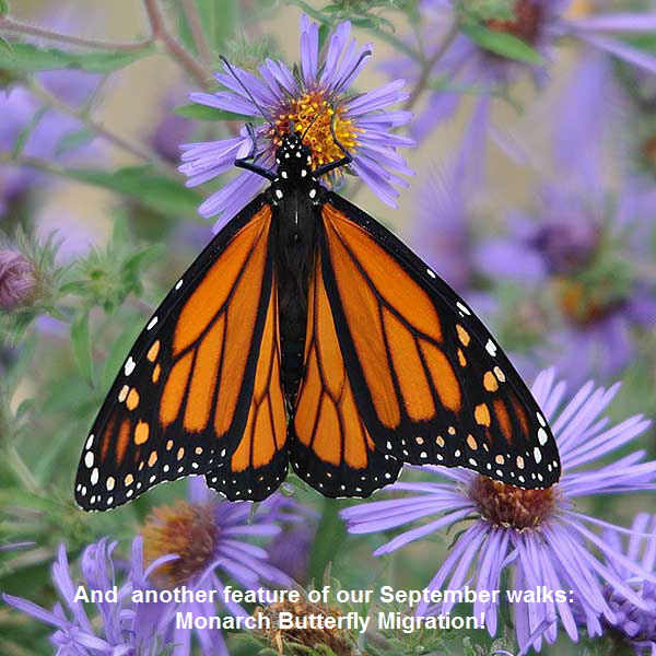 MonarchAndPurpleAster-3862