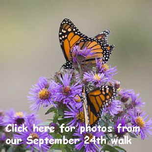 Monarch Button