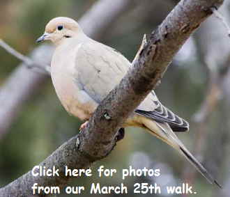 March Bird Walk Photos