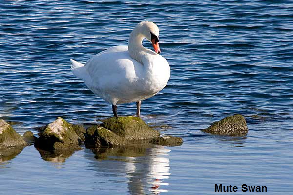 Mute-Swan