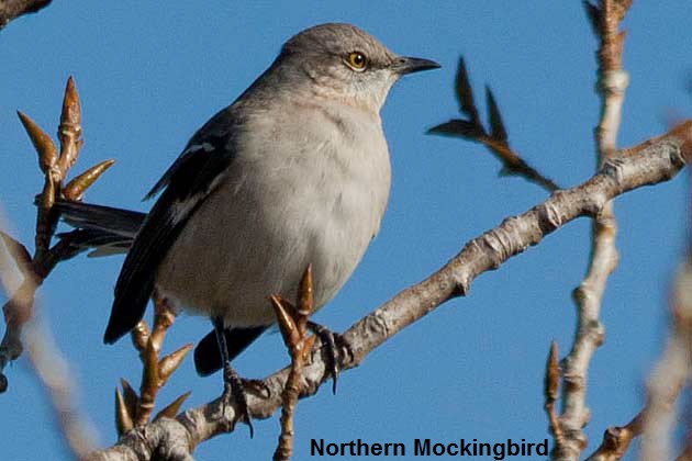 N-Mocker-with-buds