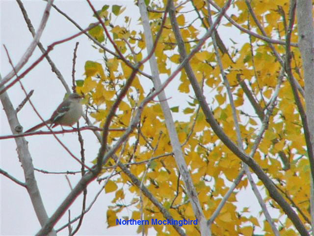 N Mockingbird