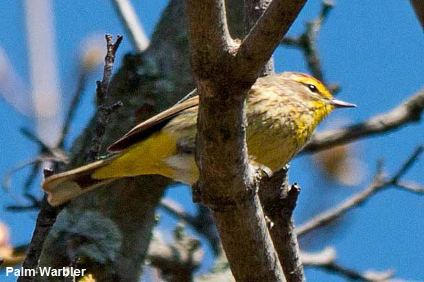 Palm-Warbler-from-below