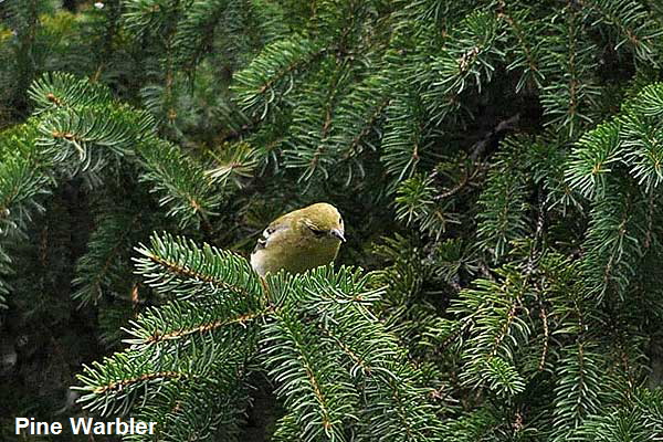 Pine-Warbler-3887