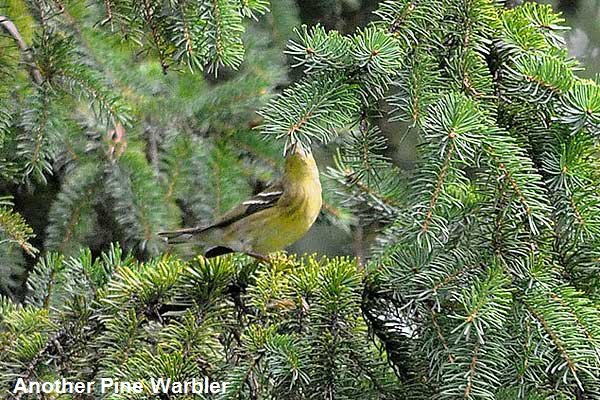 Pine-WarblerStretch-3890