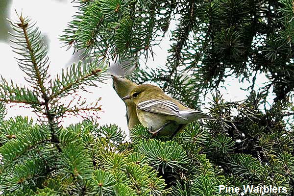 PineWarbler-3883