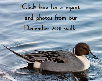 Pintail-ButtonDec2011