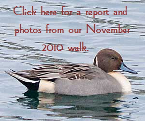 Pintail-button