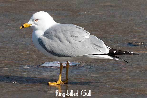 RBGull