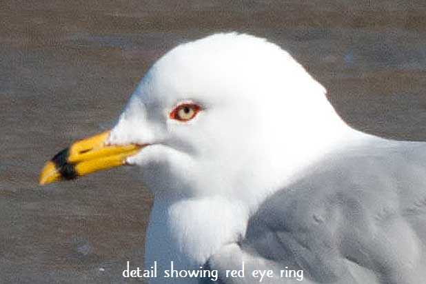 RBGull_Head
