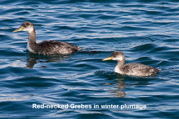 RN-Grebes