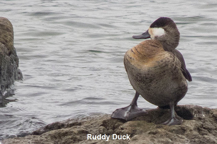 Ruddy-Duck-Profile