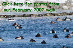 Ruddy Duck Close up02