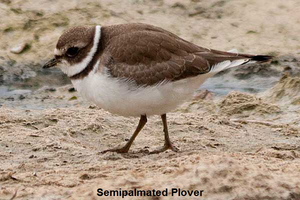 SP-Plover