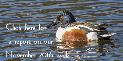 Shoveler-Button