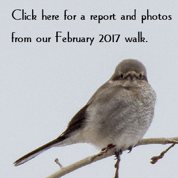 Shrike-button