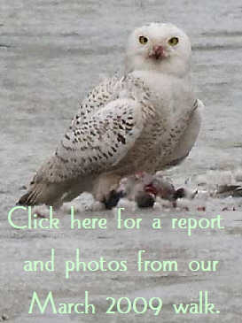 Snowy-OwlButton