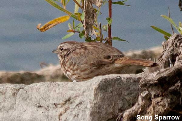 Song-Sparrow2