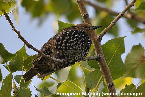 Starling-3869