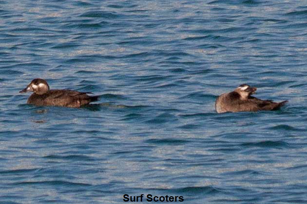 Surf-Scoters