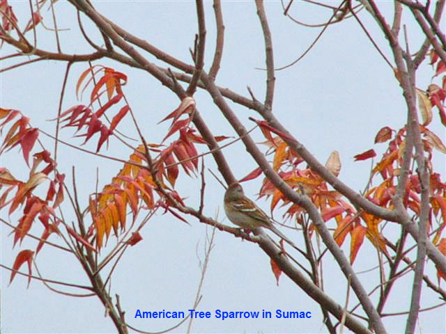 Tree Sparrow