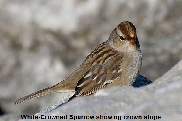 White-Crowned-Sparrow
