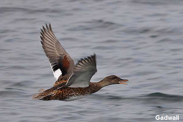 gadwall-Flying-3854