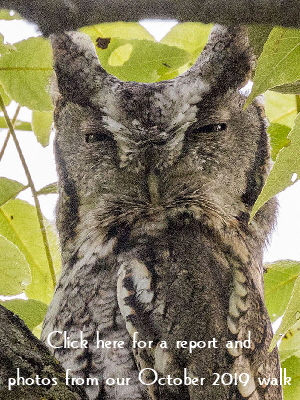 owl-butt
