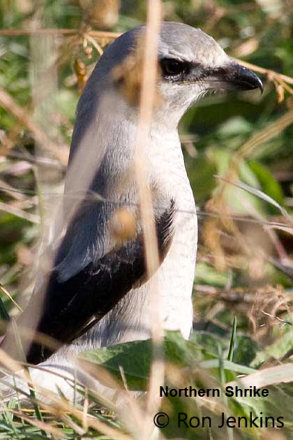 shrike