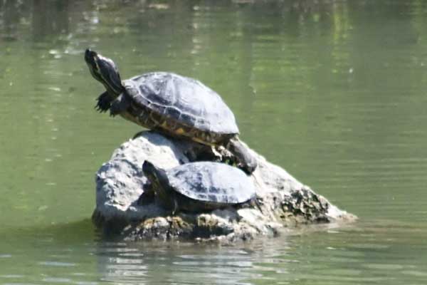 turtles