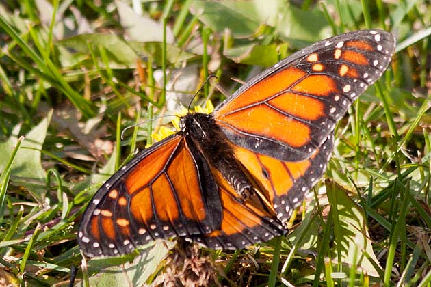very-late-monarch