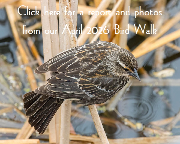 _MG_7119cs6